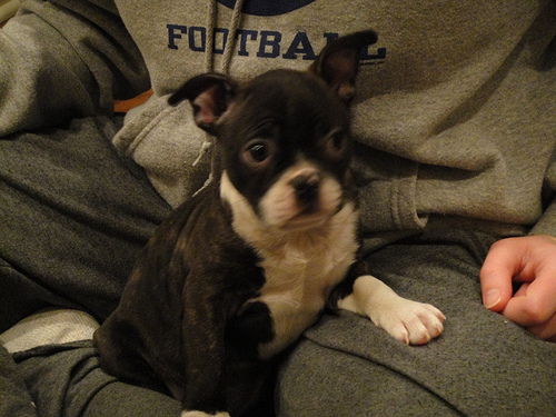 boston terrier Renny