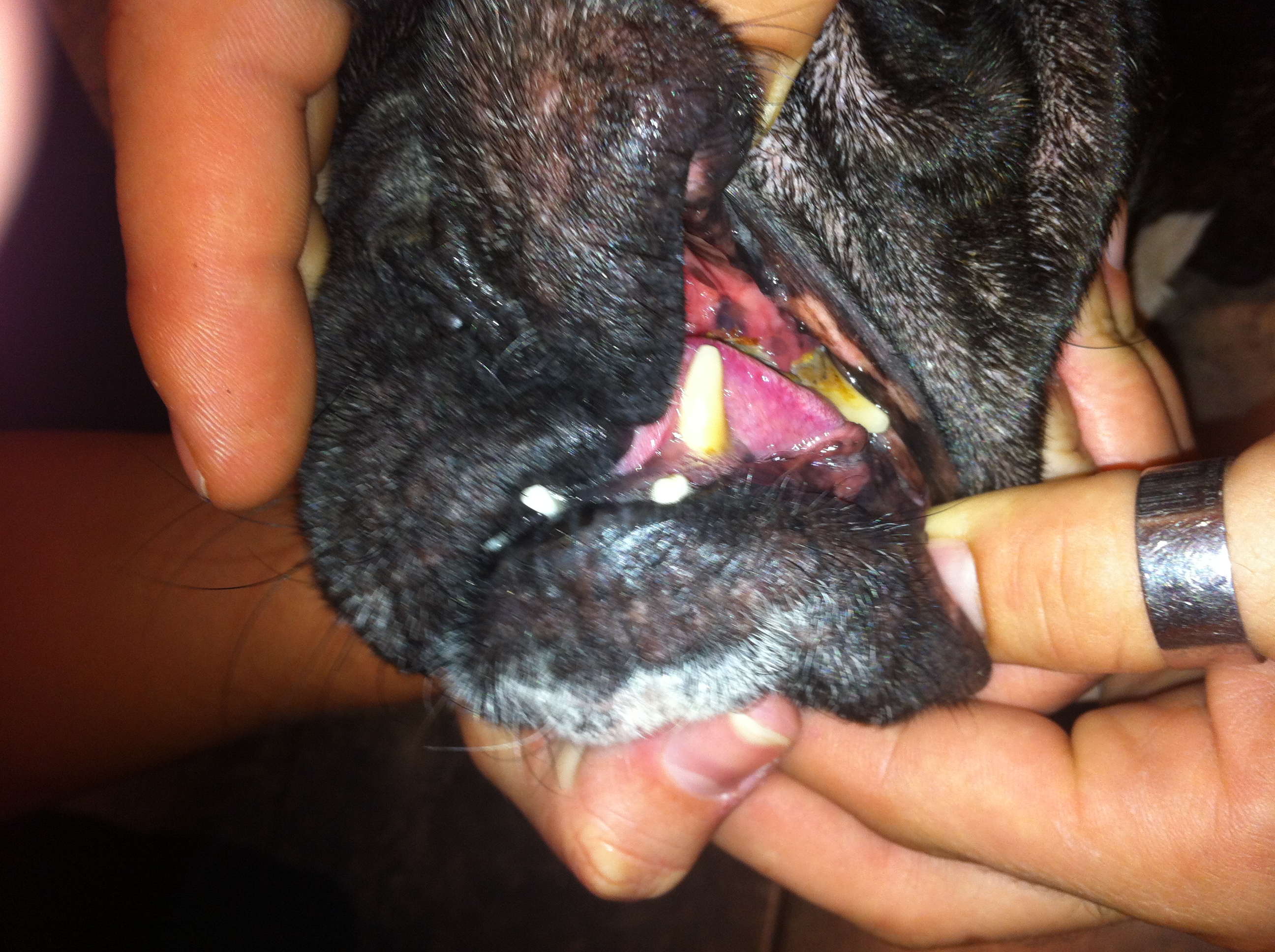 Graphic pics from Vet