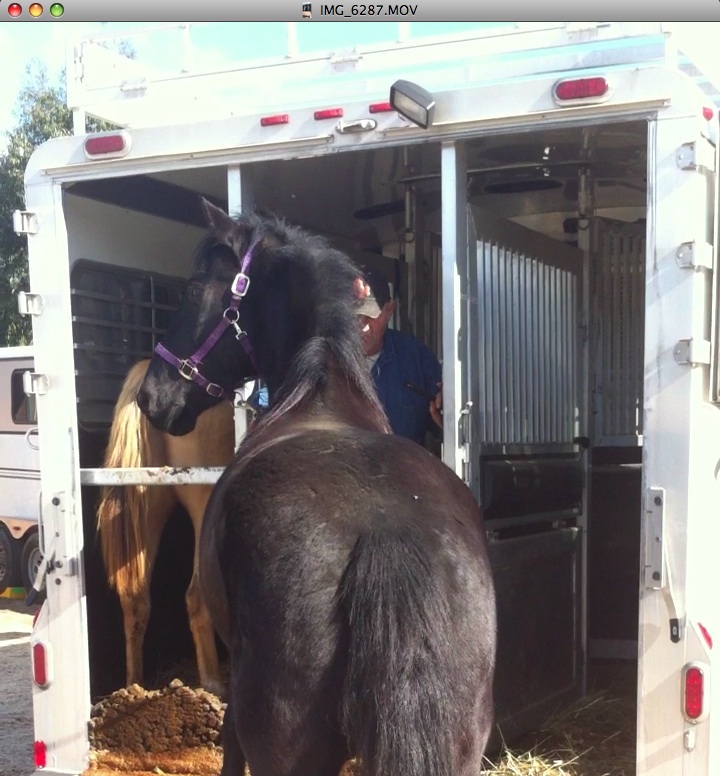 HORSES UP TO THEIR FETLOCKS IN POOP  TRAVELED FROM OH TO CA IN 3 DAYS