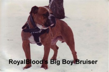 What A Real Olde English Bulldogge Should look like