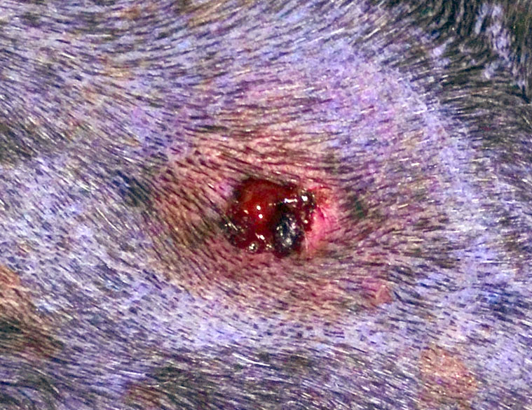 Days after trip to Vet sore still raw