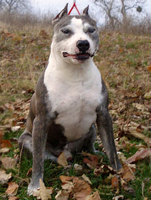 American Staffordshire Terrier 