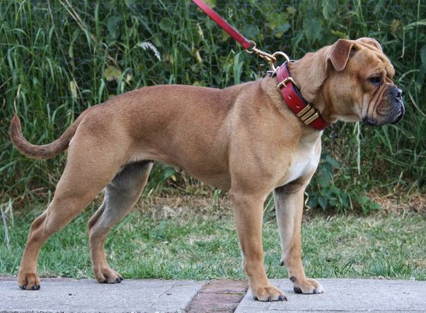 What A Real Olde English Bulldogge should look like