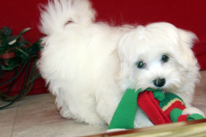 Jake the Maltese as sold by 2 people in 2 dif places