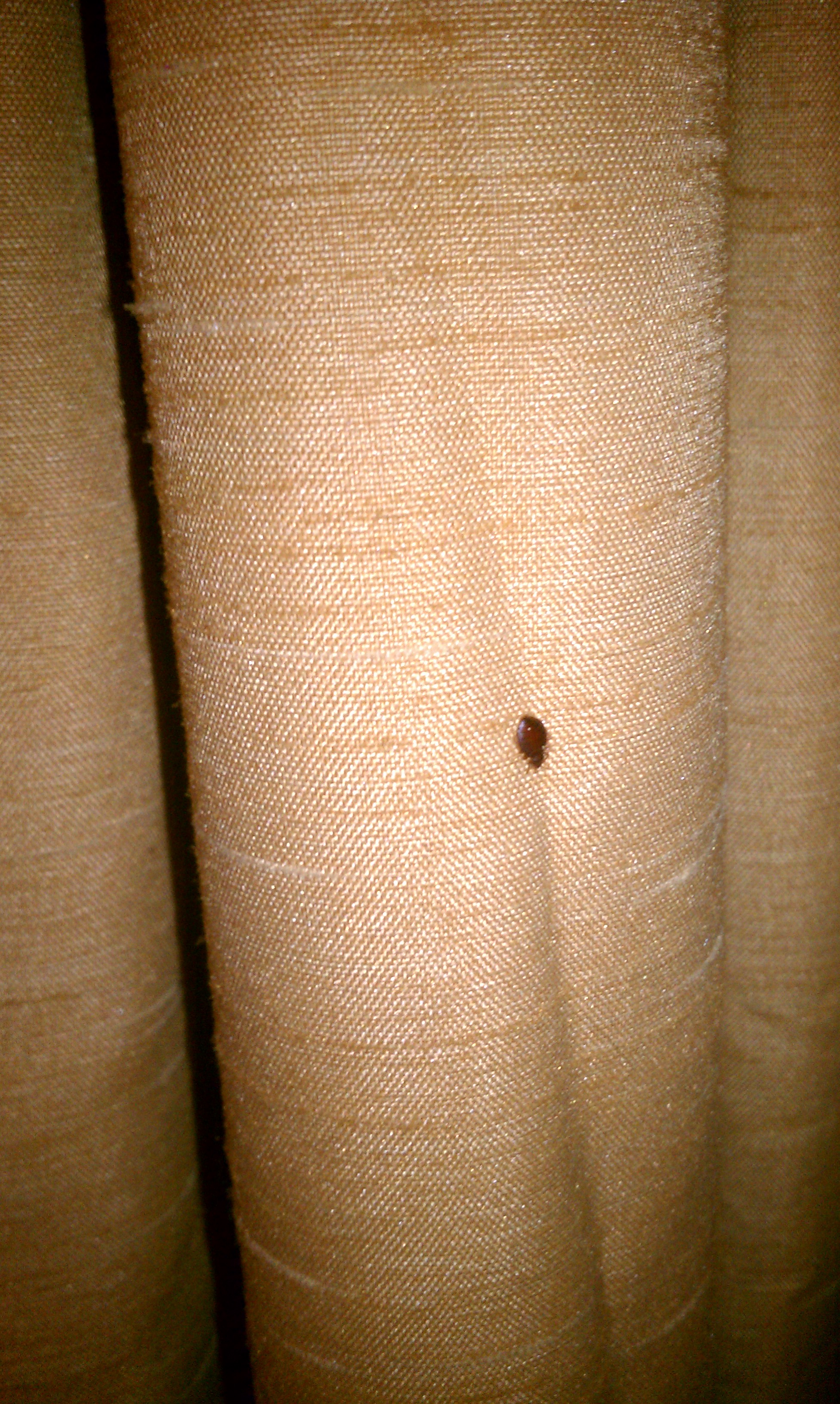 Some sort of beetle in the curtains