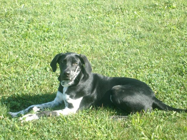 This is our Lab/Dane mix we got from Divine Danes.