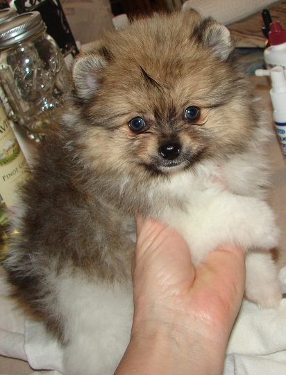 The pom puppy I purchased