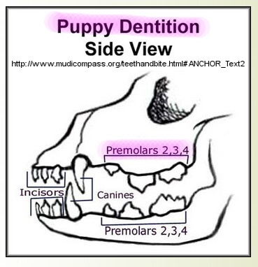 Canine dentition
