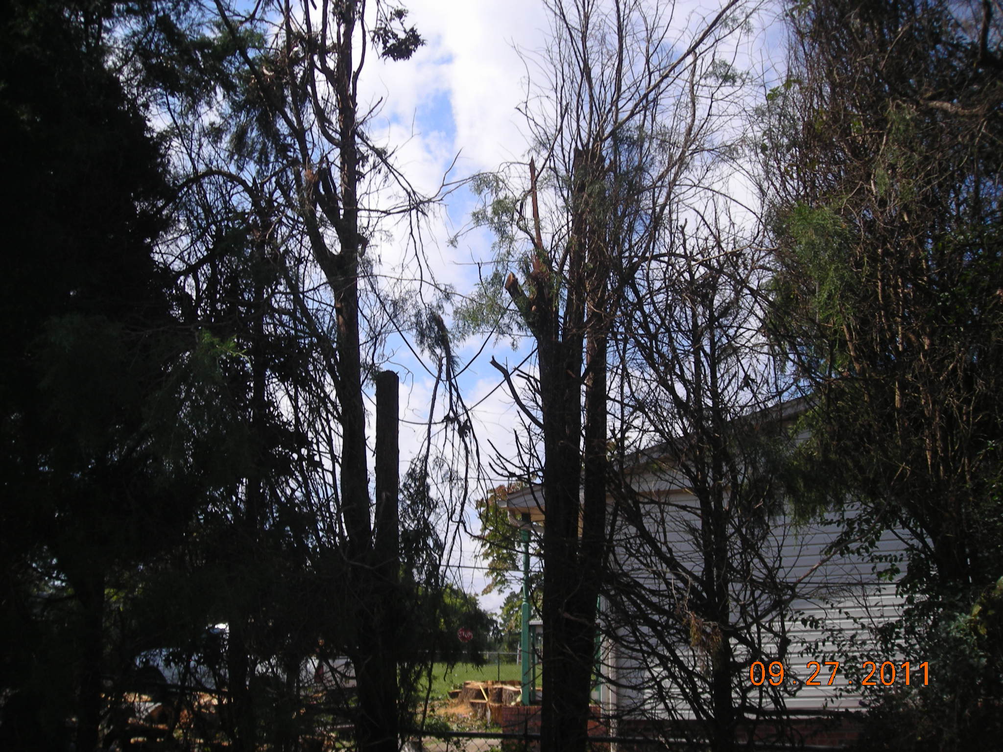 Our Cedar trees that were damaged because of the power line the tree took down