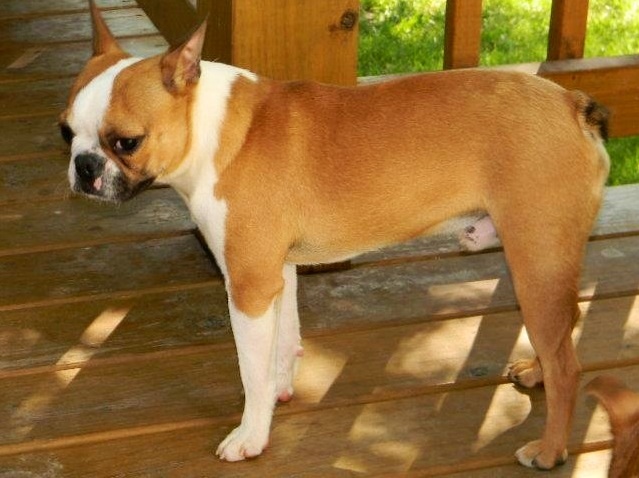 my pure bred fawn ack registered male boston terrier 16lbs 