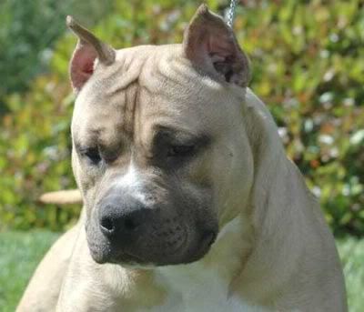 every breed have set standard
 
American Staffordshire Terrier
