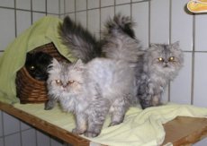My Lable Persians Cats
