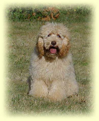 Teddy the cockapoo