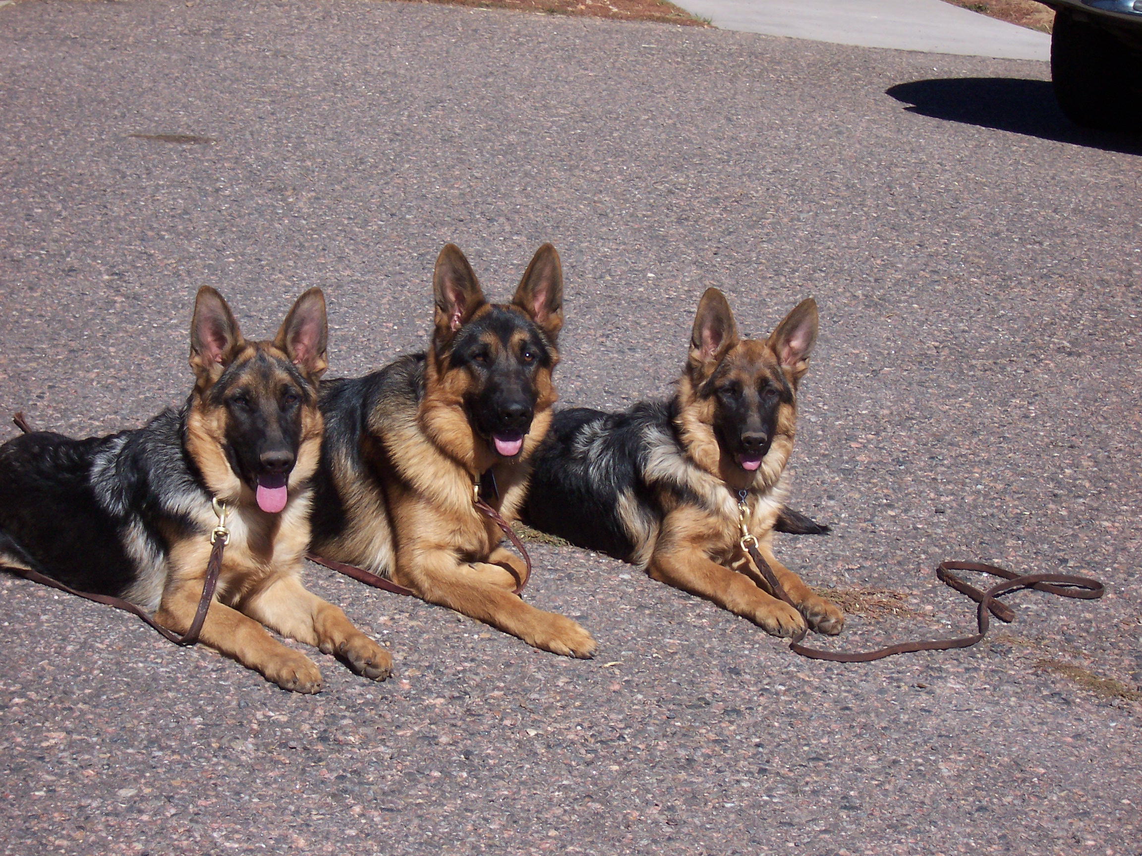 Training dogs during a session