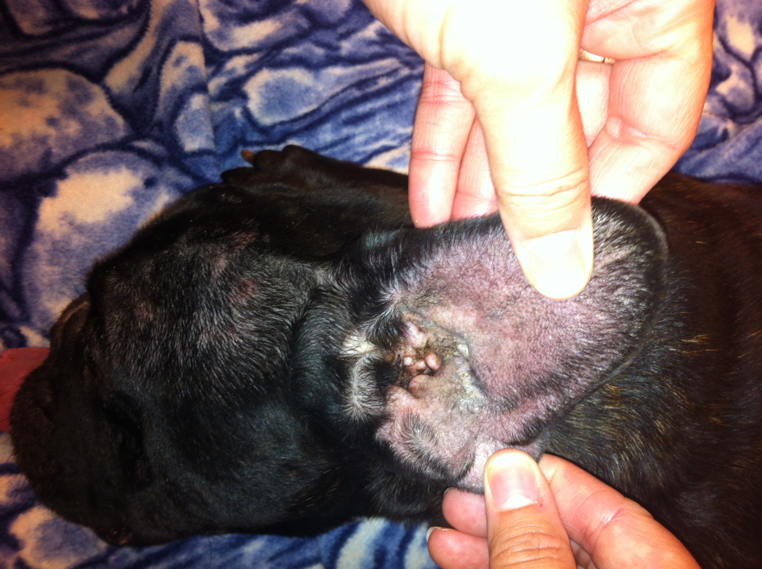 Graphic pics from Vet