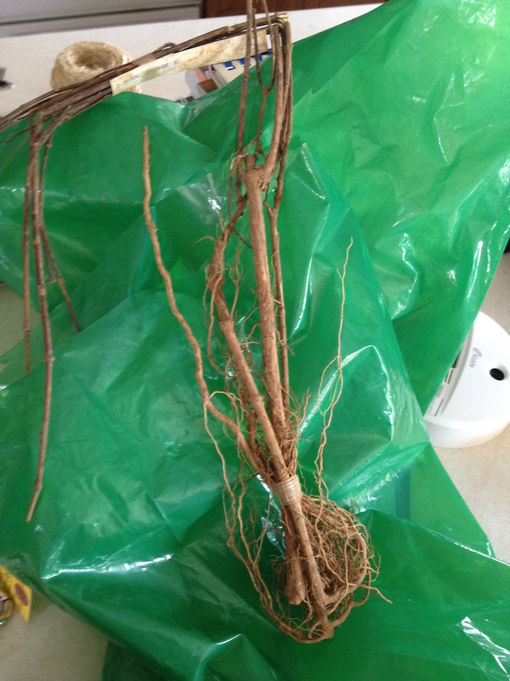 Broken dried up Plants just taken out of green bag envelope