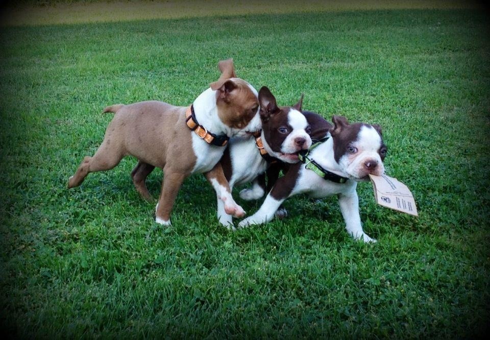 our puppies playing 