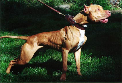 every breed have set standard 
 
 Real American Pit Bull Terriers
