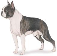 Boston Terrier AKC Champion photo.