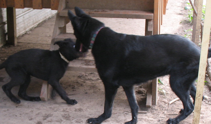 Size illustration of black male puppy at age 19.5 weeks next to 60 pound female.