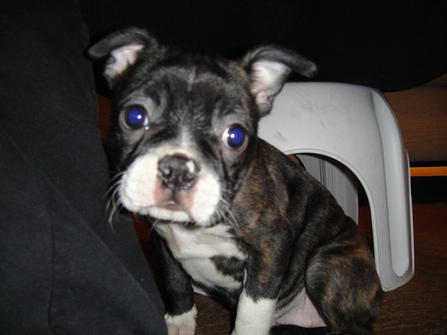 this is one of the pictures sent to me of the boston terrier puppy