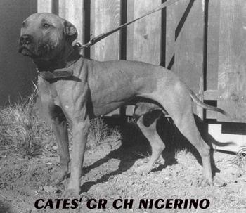 Real PIT BULLS should look like 