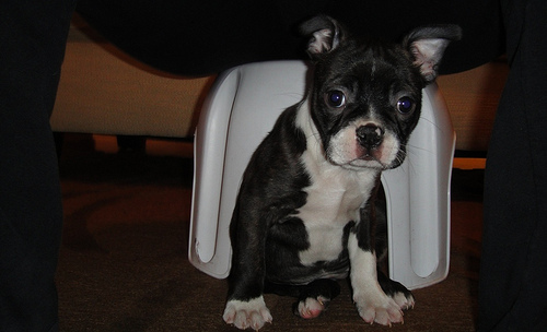 boston terrier for adoption