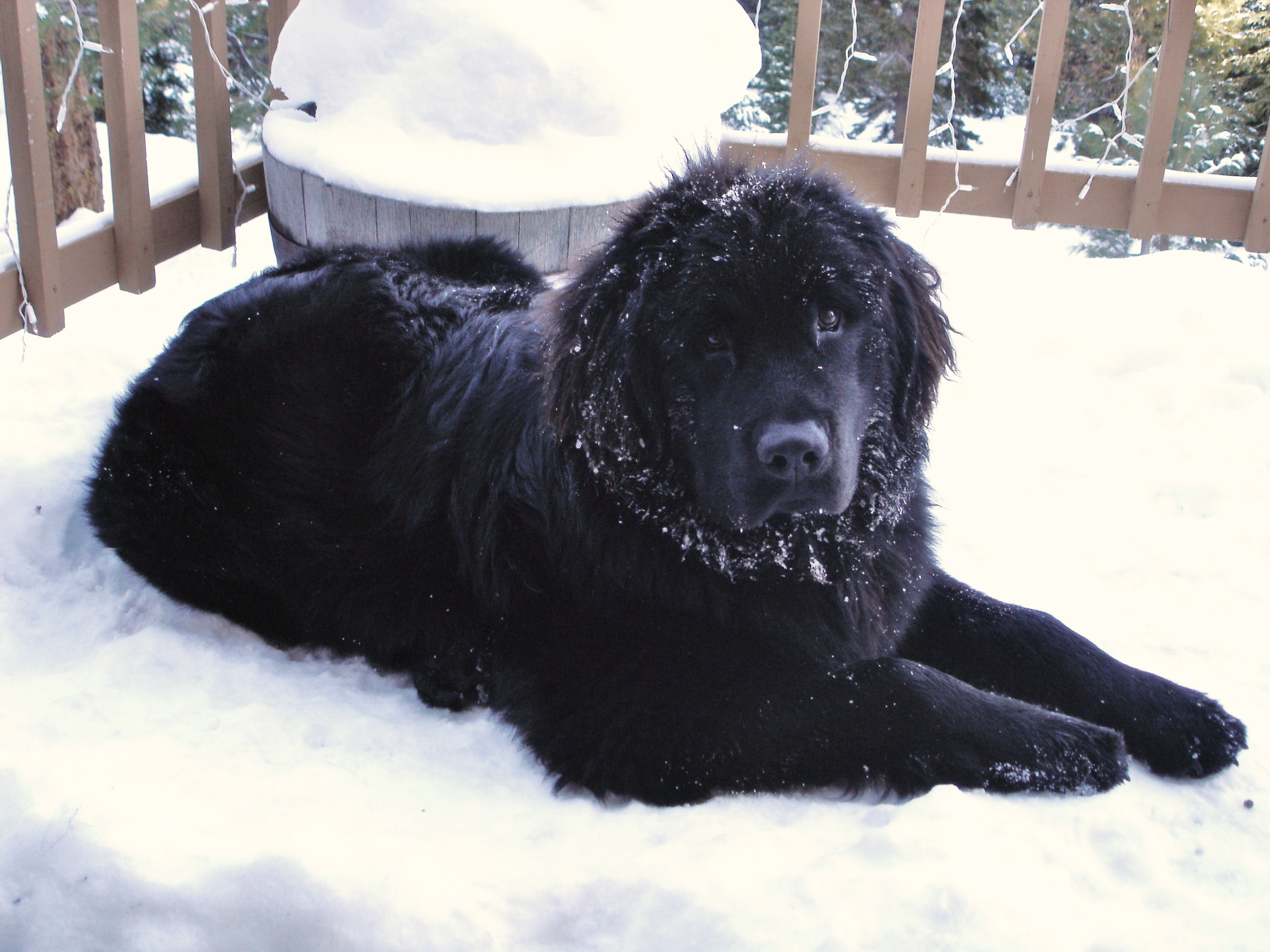 Newfie in snow