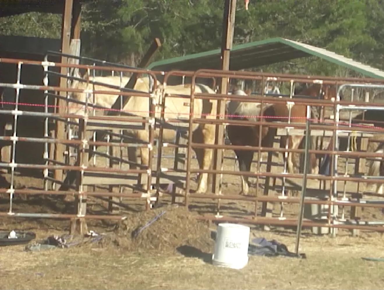 round pen two BLM mares are kept in