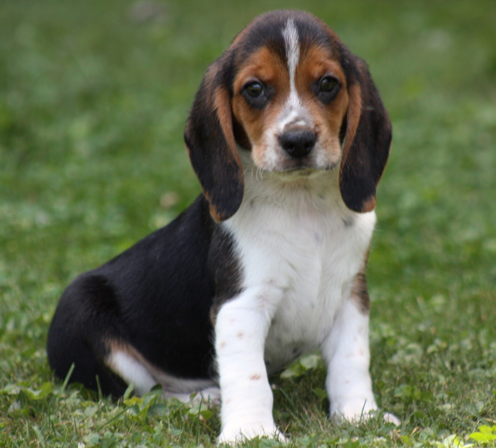 Picture of beagle puppy before leaving