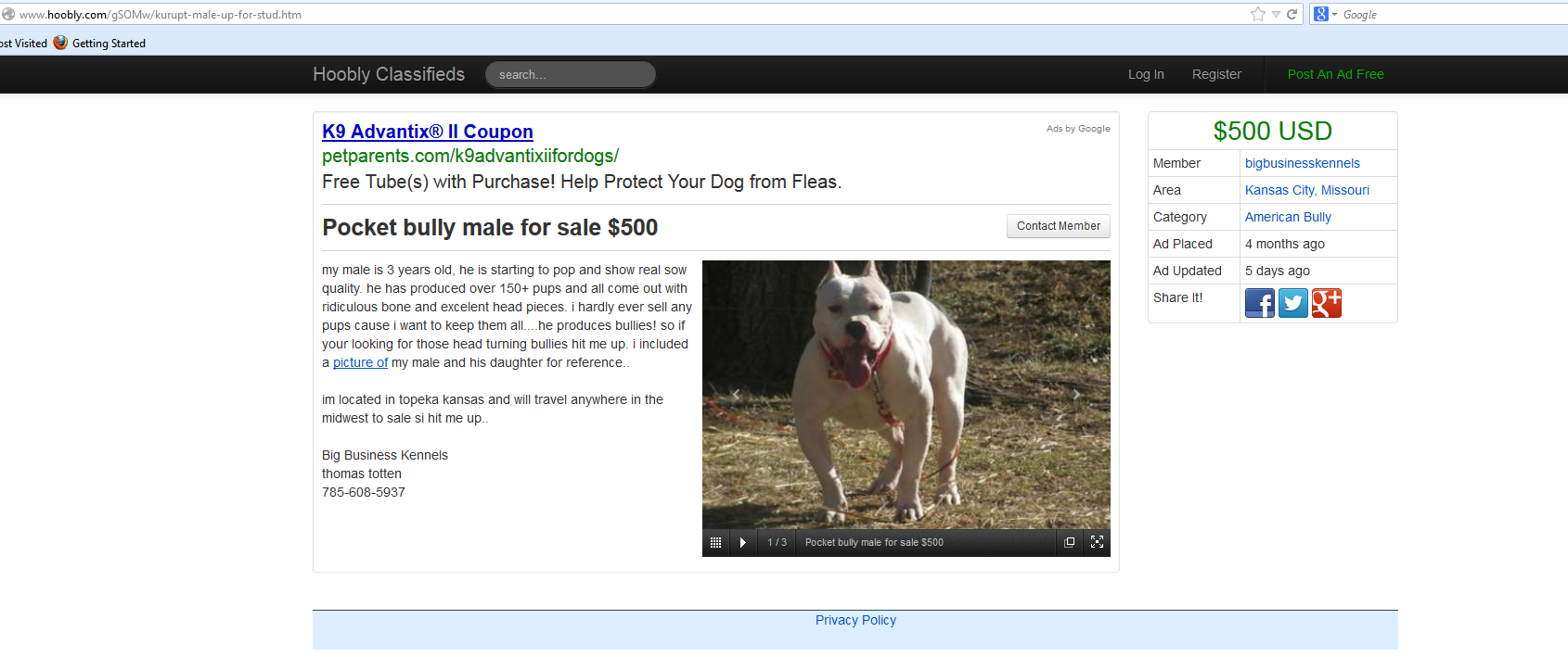 Foundation stud for his puppy mill.