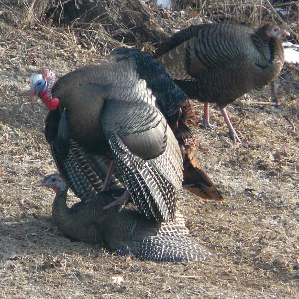 Darren breeding turkeys