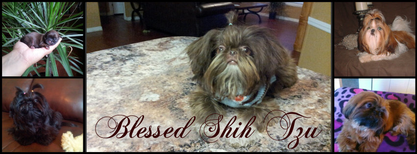 https://www.facebook.com/blessedshihtzu
www.blessedshihtzu.com