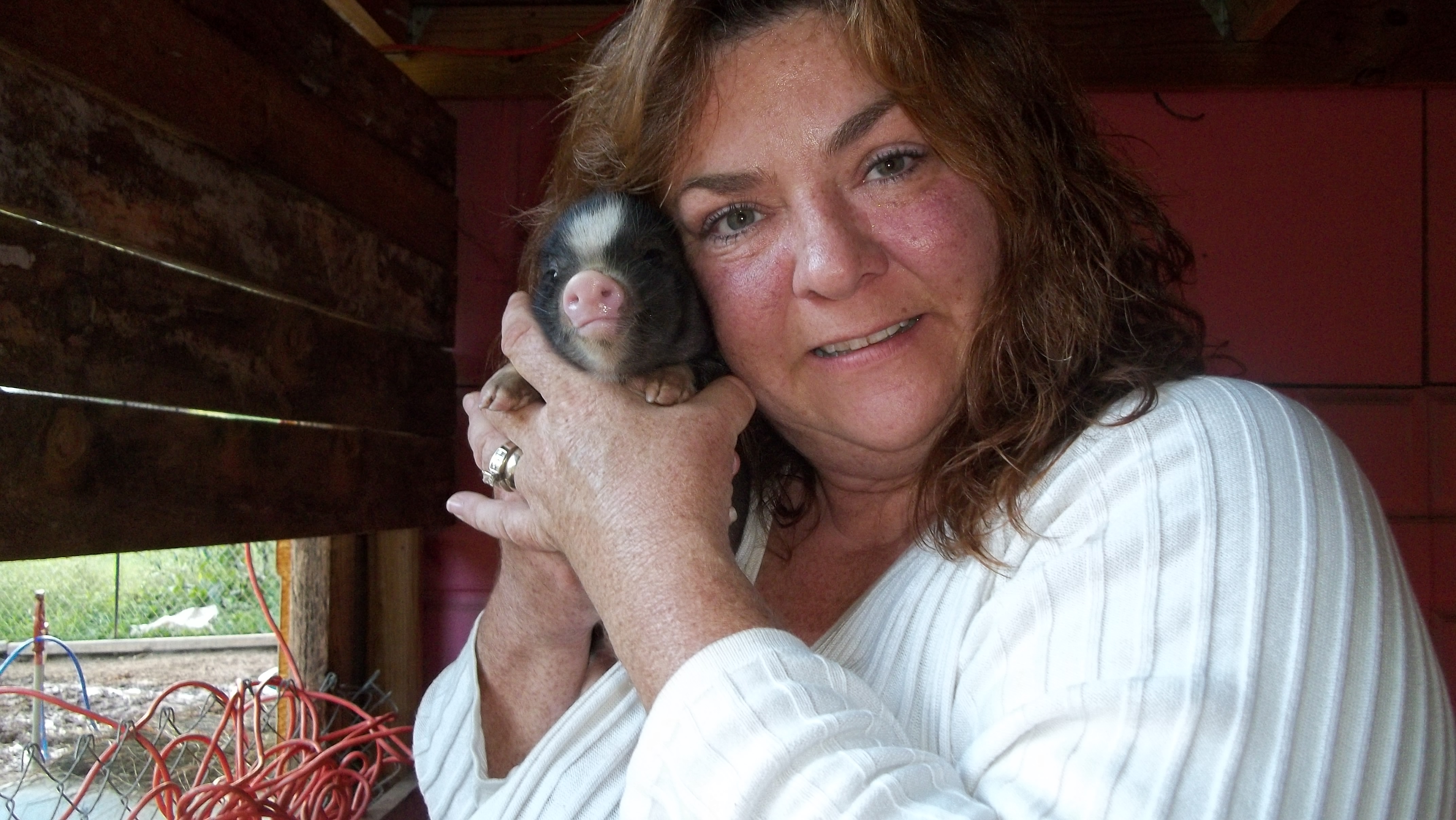 Hands On socializing. DAILY!!-We love to play with ALL of Our pigs. Babies, teens and adults! 