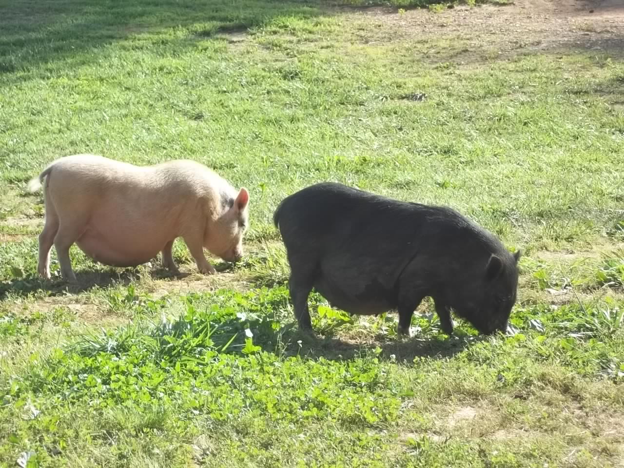 Moms to be Grazing on Our 10 acres.