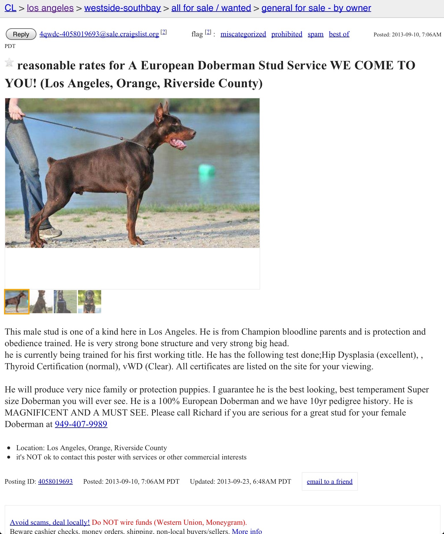 Advertising dog As Vwd Clear on Craigslist 