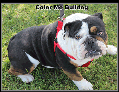 This is a copy of the picture of the SAME daddy on their new site Color Me Bulldog