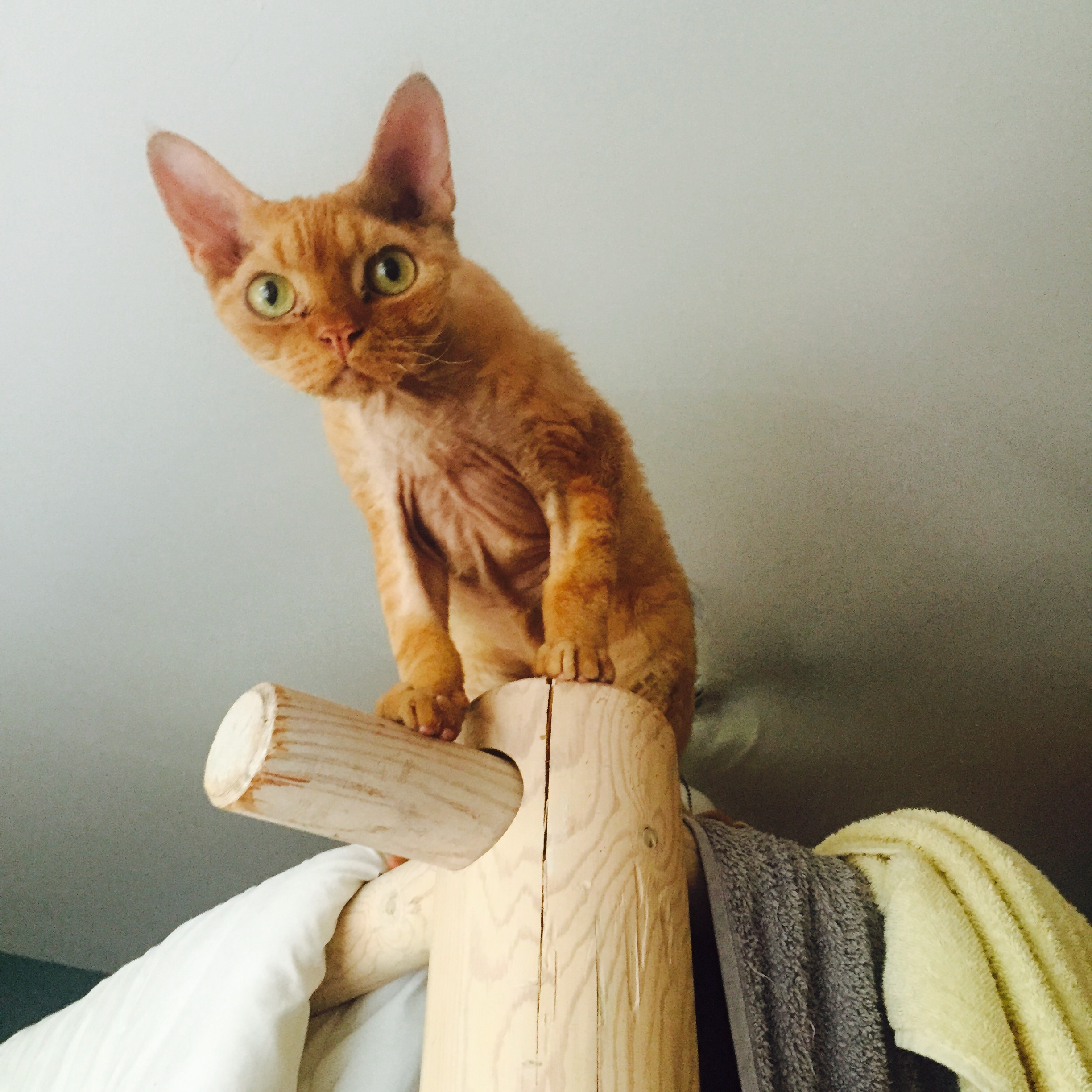 Archie perched up high!