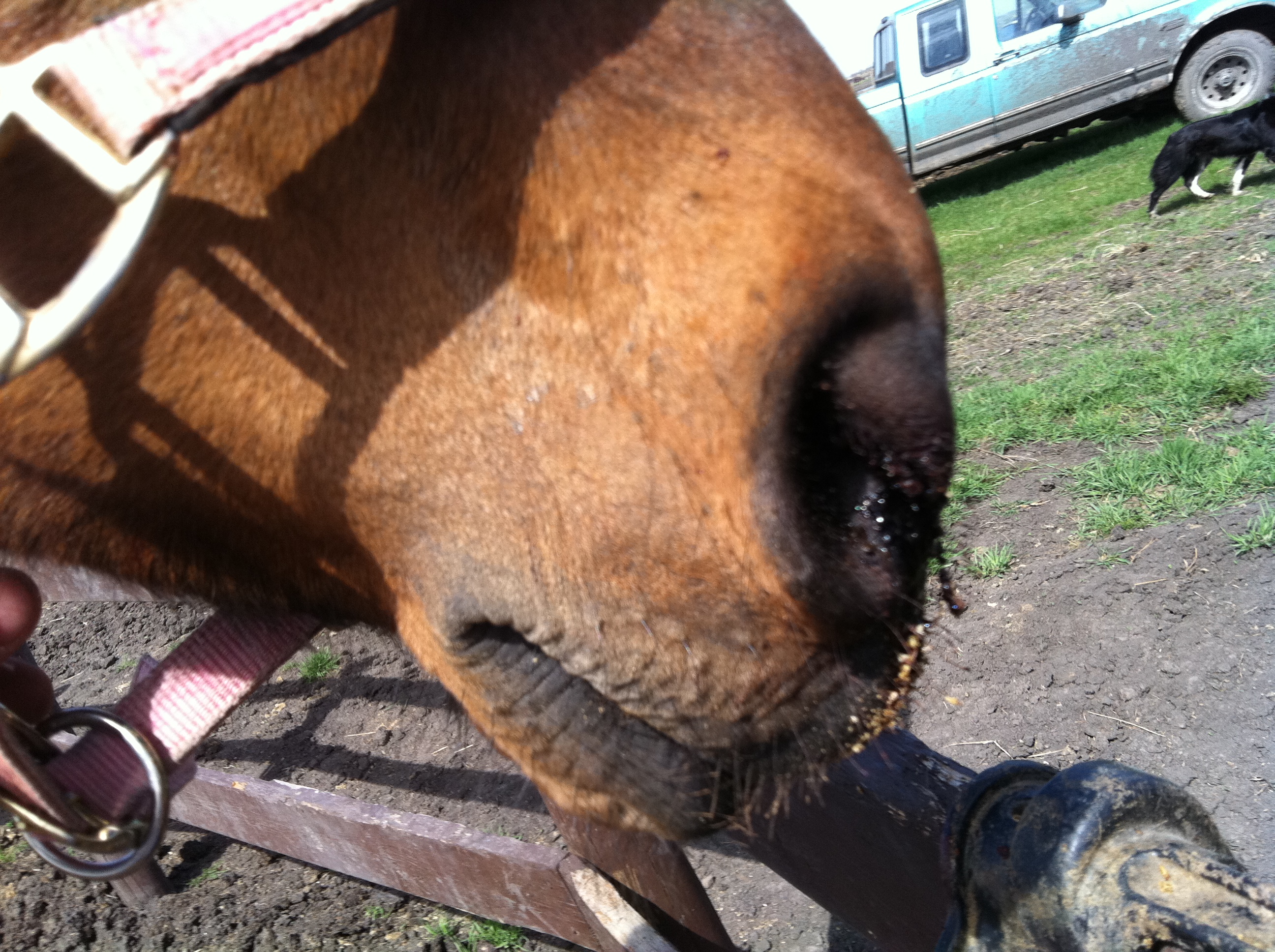 The blood coming from this mare nose from broken bone in her face 