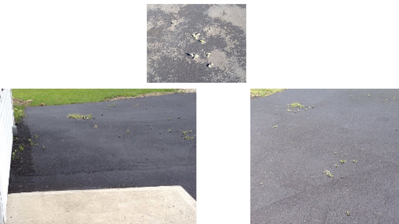 Driveway weeds 3 days after newly paved