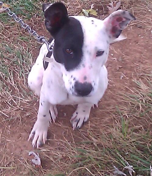 one of their many dogs chained outside....with really long nails