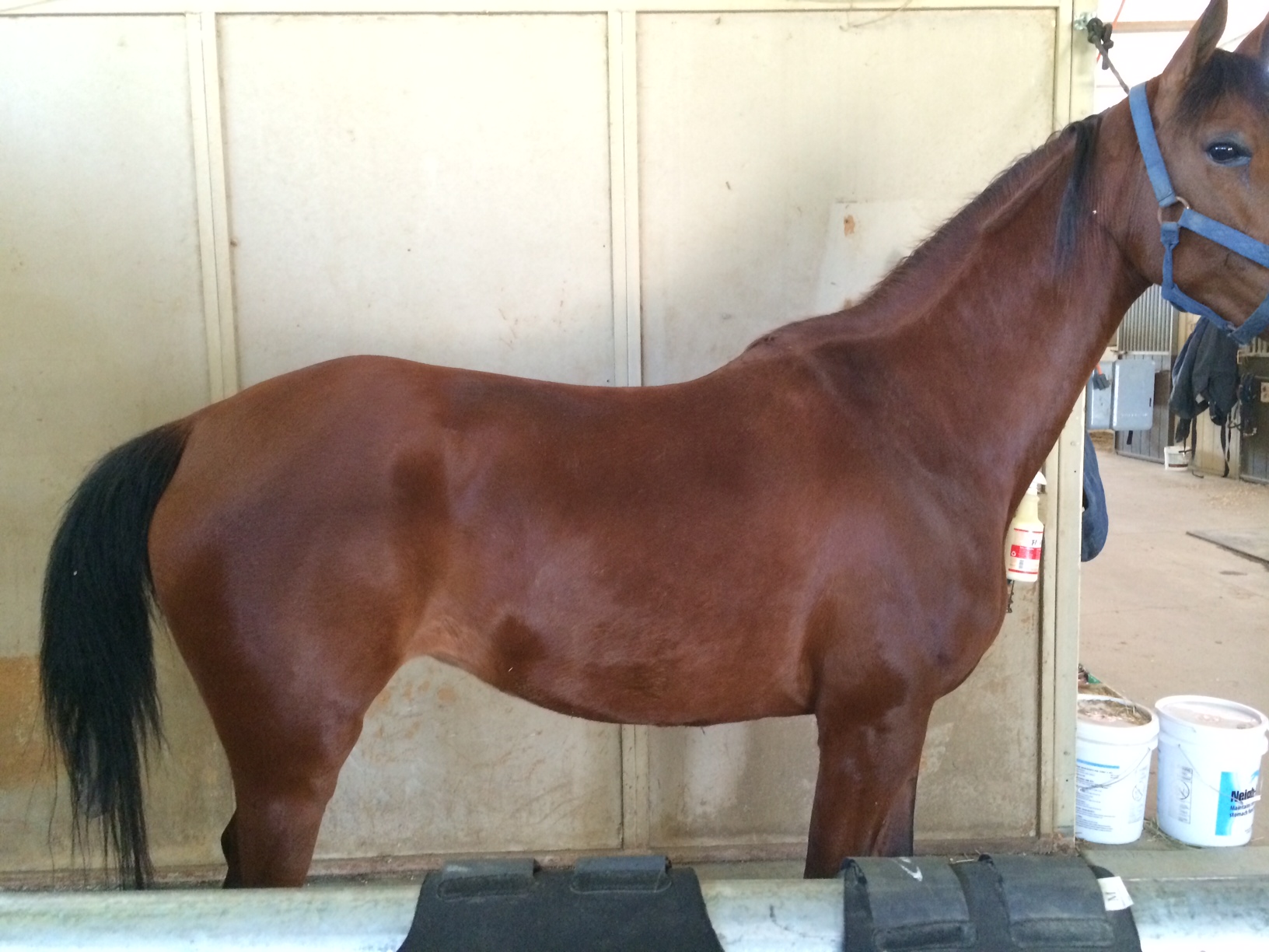 My normally full bodied 7-year-old mare. This is after two nights of lots of water and food and a full bath.