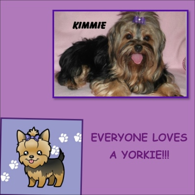 This is the picture Sharon sent to the lady that purchased a Yorkie off of me. This is Kimmie who is not the mother of the February 2014 litter. I know because AKC said she is not the parent.