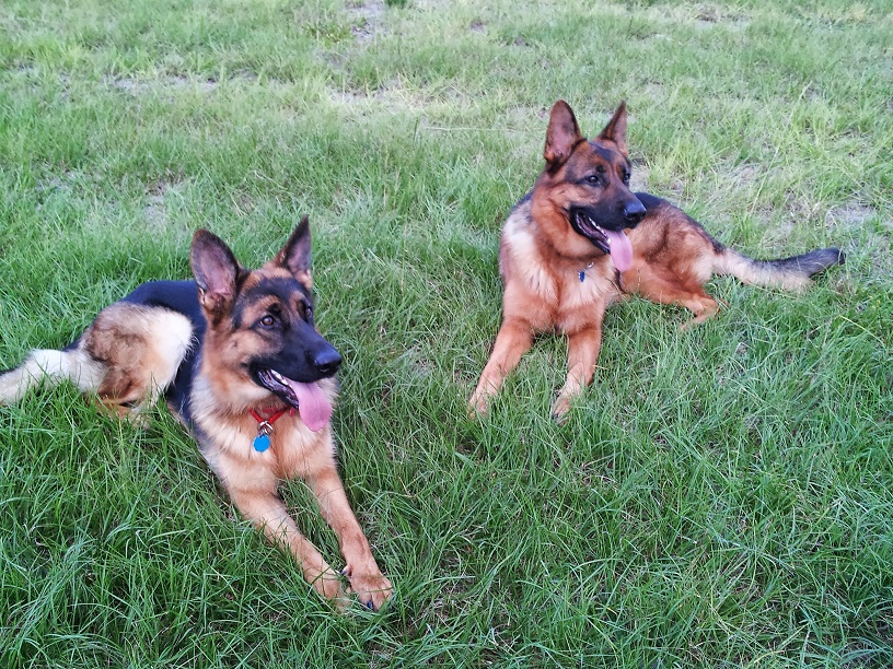 Two perfect Haus Juris GSD's