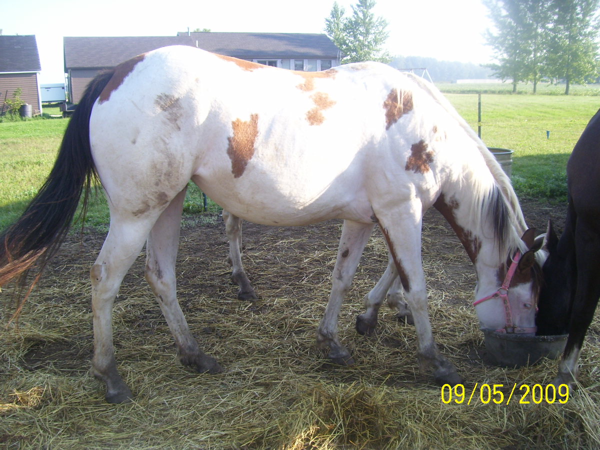 before I moved my filly(5yrs old) to the boarding place.
