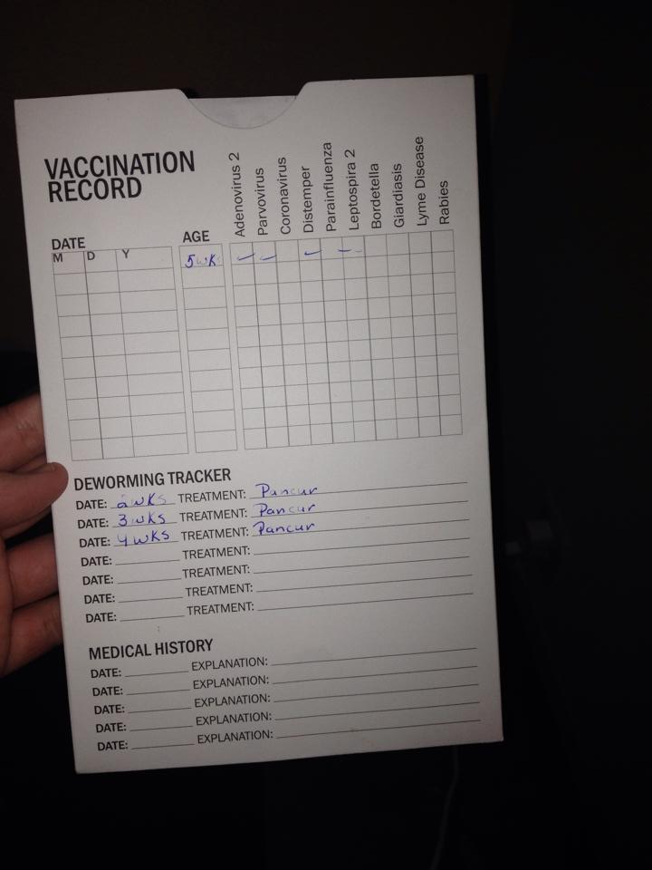Her "health record". No veterinarian signature, no stickers from shot bottles, nothing. 