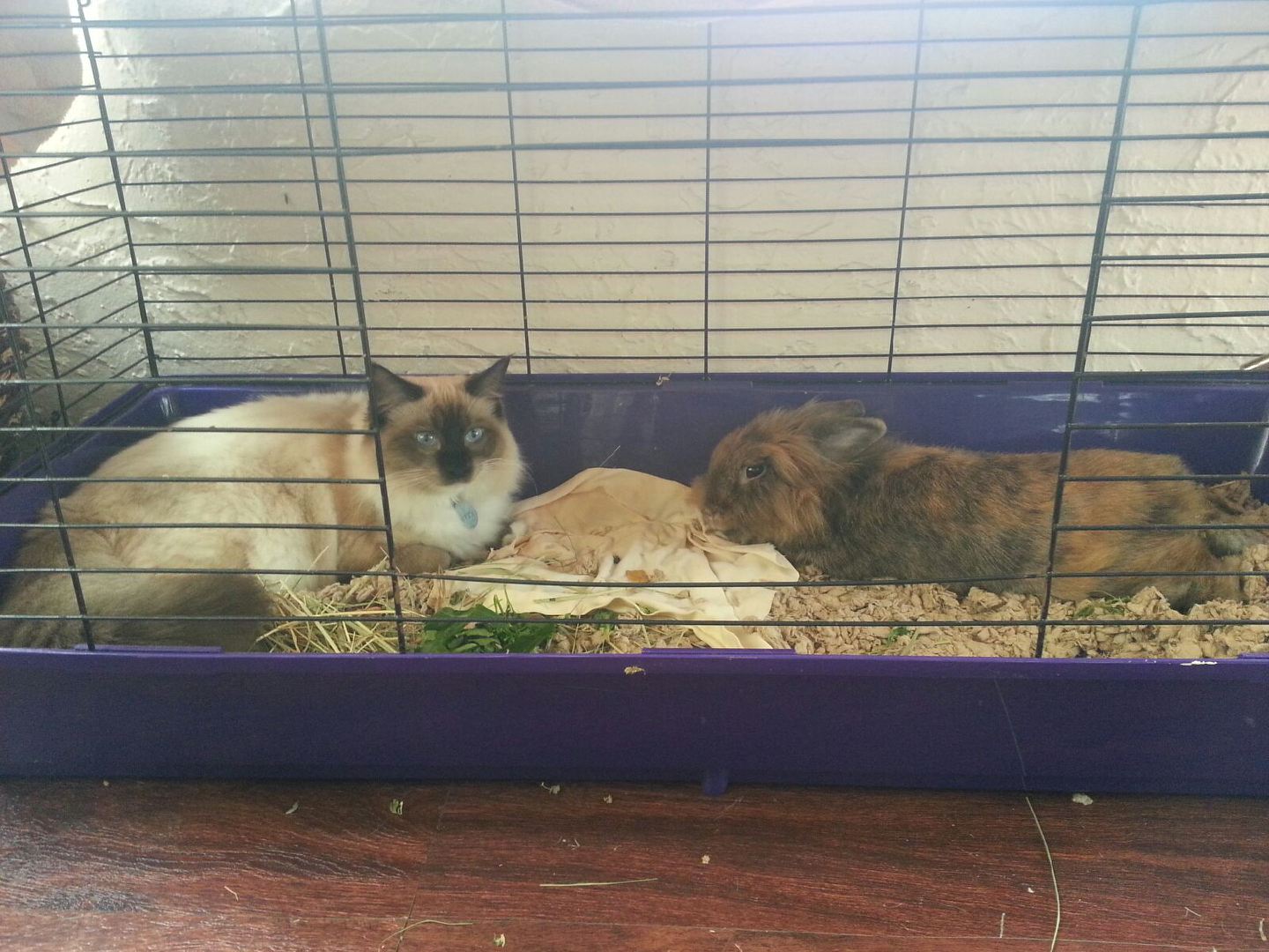 This is our sweet little Cookie bunny a day before the surgery, relaxing with her best friend, Mitzi.