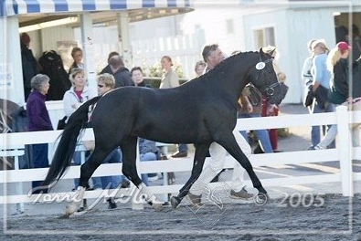 High Hhonors "Dilly"
14.1 1/4h 2003 Black Roan Gelding
 (Sporthorse Pony)
Benlea Minnie x Duellglanz
Eligible Green Large Pony Hunter for sale.
ISF Registered and Premium Branded