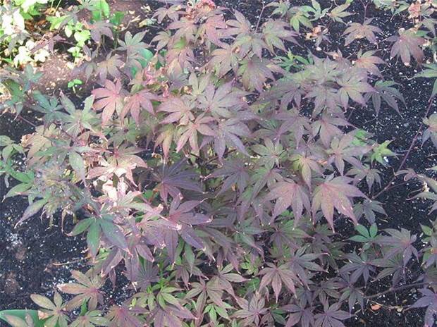 Japanese Maple 