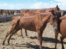 Trent Saulters Horse